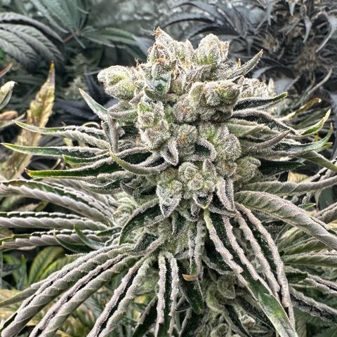 Misc x (LA Kush x Zkittles) #26 60.7g growlog timeline photo