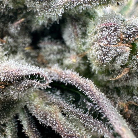 Misc x (LA Kush x Zkittles) #26 60.7g growlog timeline photo