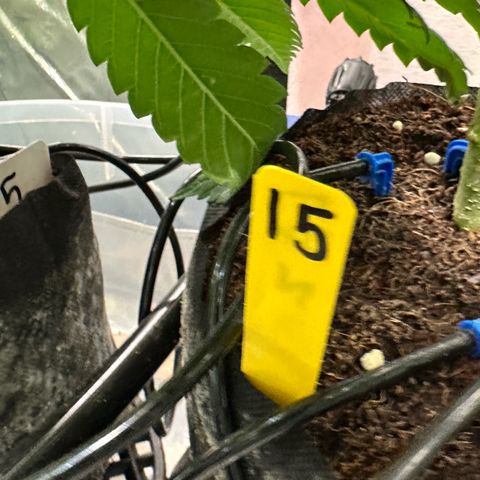 CxLAZ #15 52g growlog timeline photo