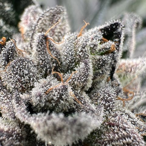 Misc x (LA Kush x Zkittles) #27 33.12g growlog timeline photo