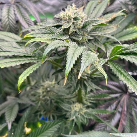 Misc x (LA Kush x Zkittles) #04 10.54g growlog timeline photo
