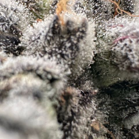 Misc x (LA Kush x Zkittles) #29 25.69g growlog timeline photo