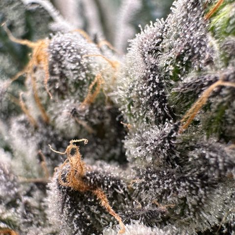 CxLAZ #16 50.72g growlog timeline photo
