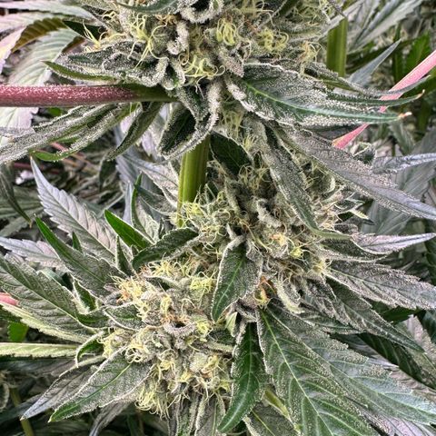 CxLAZ #14 53.59g growlog timeline photo