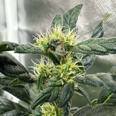 Auto Think Different  #3 growlog timeline photo