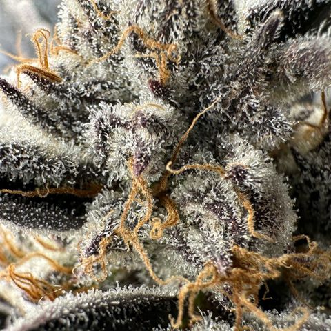 Misc x (LA Kush x Zkittles) #37 42.26g growlog timeline photo
