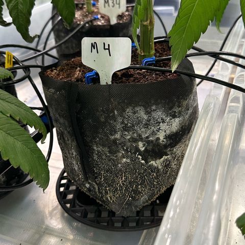 Misc x (LA Kush x Zkittles) #04 10.54g growlog timeline photo