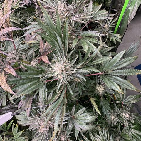 CxLAZ #31 58.75g growlog timeline photo