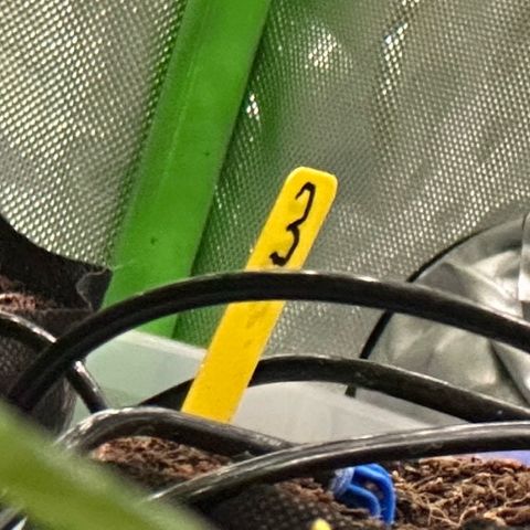 CxLAZ #03 45.52g growlog timeline photo
