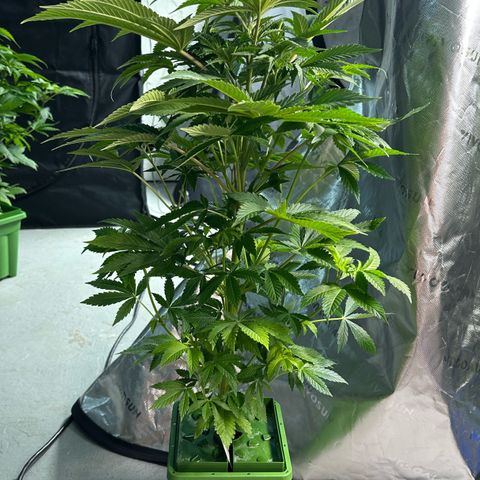 Fuel D.OG #2 Female 49.44g M growlog timeline photo