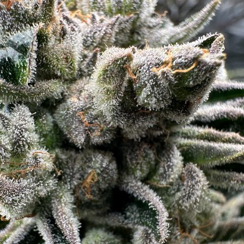 Misc x (LA Kush x Zkittles) #26 60.7g growlog timeline photo