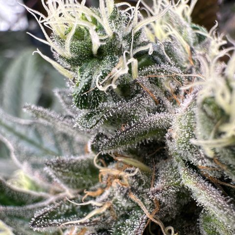 CxLAZ #14 53.59g growlog timeline photo