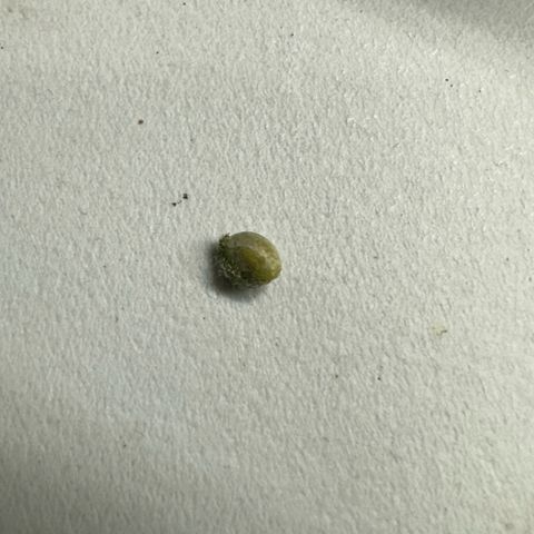 CxLAZ #16 50.72g growlog photo: First seed