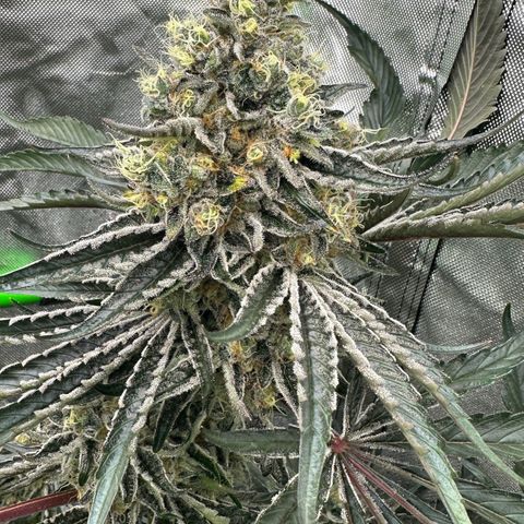 CxLAZ #24 37.13g growlog timeline photo