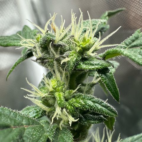 Auto Think Different  #1 growlog timeline photo