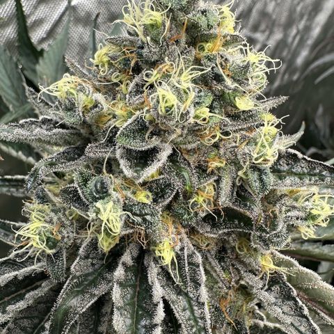 CxLAZ #24 37.13g growlog timeline photo