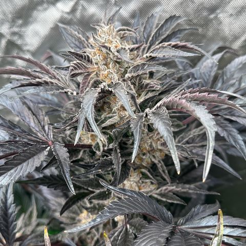 Misc x (LA Kush x Zkittles) #37 42.26g growlog timeline photo