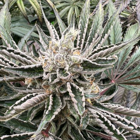 CxLAZ #16 50.72g growlog timeline photo