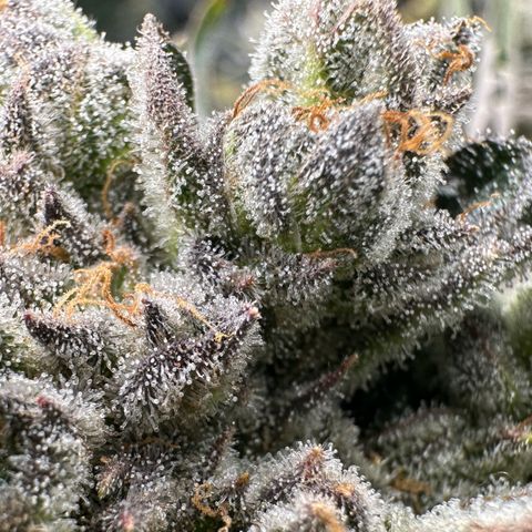 Misc x (LA Kush x Zkittles) #26 60.7g growlog timeline photo