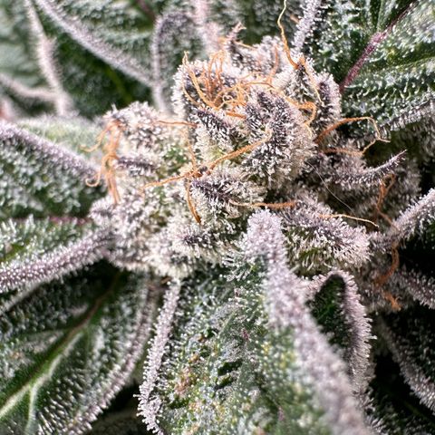 Misc x (LA Kush x Zkittles) #28 13.53g growlog timeline photo