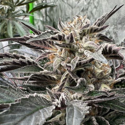 Misc x (LA Kush x Zkittles) #37 42.26g growlog timeline photo