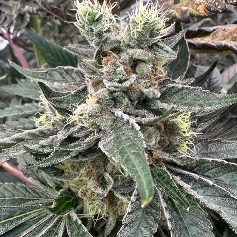 CxLAZ #16 50.72g growlog photo: Possible fox tailing