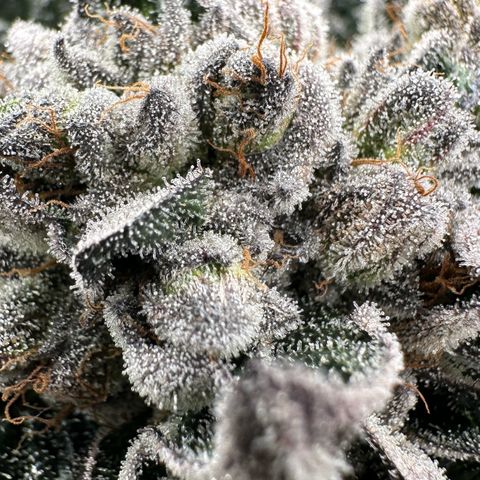 Misc x (LA Kush x Zkittles) #27 33.12g growlog timeline photo