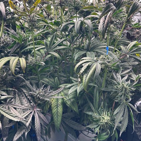 Misc x (LA Kush x Zkittles) #26 60.7g growlog timeline photo