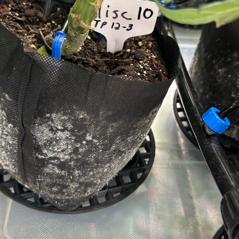 Misc x (LA Kush x Zkittles) #10 growlog timeline photo