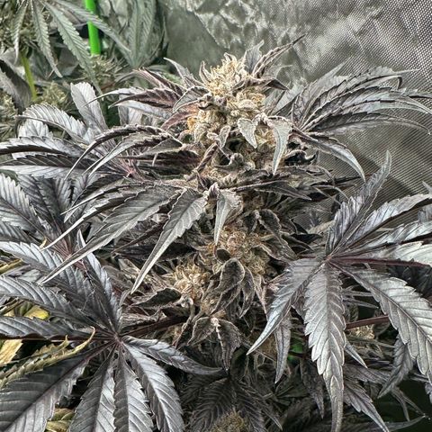 Misc x (LA Kush x Zkittles) #37 42.26g growlog timeline photo