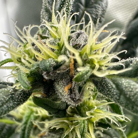 Auto Think Different  #3 growlog timeline photo