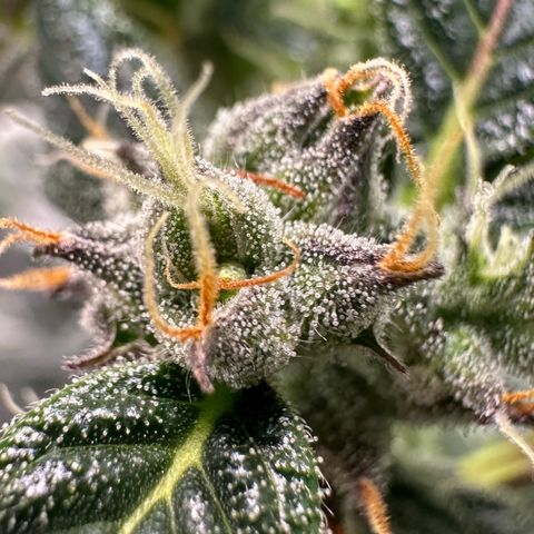 Auto Think Different  #1 growlog timeline photo