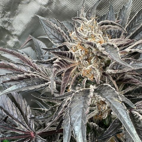 Misc x (LA Kush x Zkittles) #37 42.26g growlog timeline photo