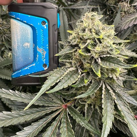 CxLAZ #15 52g growlog timeline photo