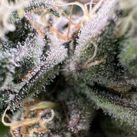 CxLAZ #14 53.59g growlog timeline photo