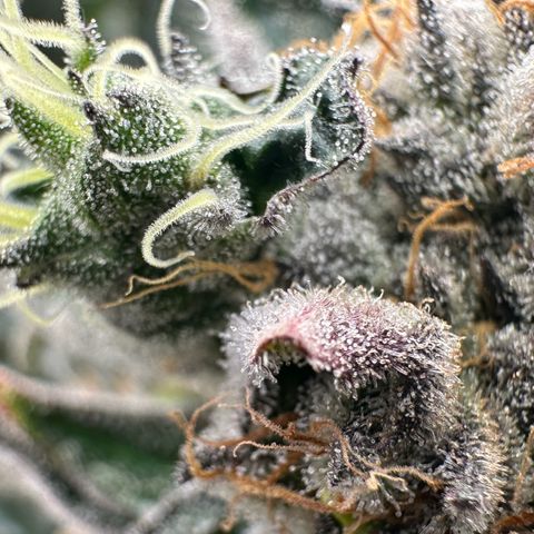 CxLAZ #31 58.75g growlog timeline photo