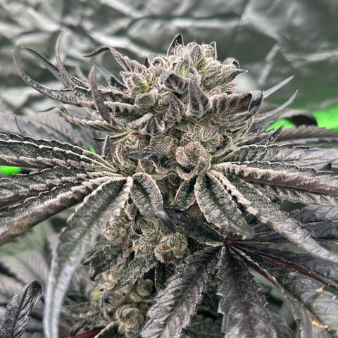 Misc x (LA Kush x Zkittles) #27 33.12g growlog timeline photo