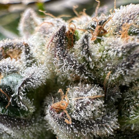Misc x (LA Kush x Zkittles) #26 60.7g growlog timeline photo