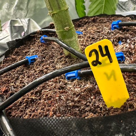CxLAZ #24 37.13g growlog timeline photo