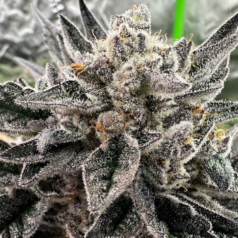 Misc x (LA Kush x Zkittles) #22 34.14g growlog timeline photo