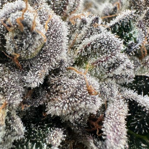 Misc x (LA Kush x Zkittles) #27 33.12g growlog timeline photo