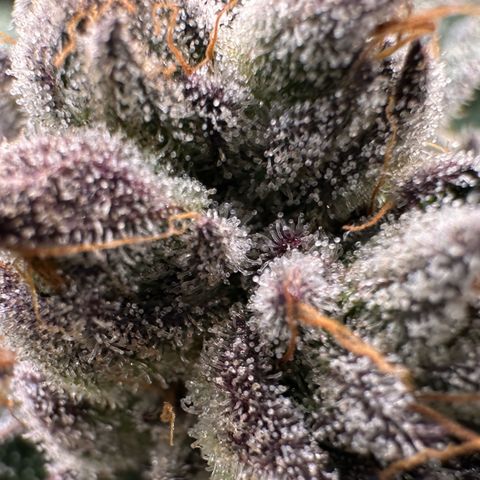 Misc x (LA Kush x Zkittles) #10 growlog timeline photo