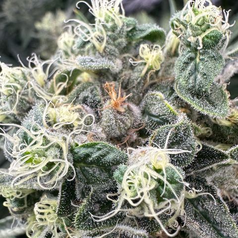 CxLAZ #16 50.72g growlog photo: Possible fox tailing