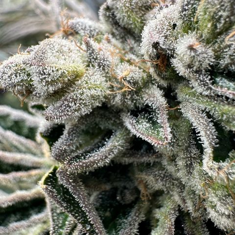 Misc x (LA Kush x Zkittles) #26 60.7g growlog timeline photo