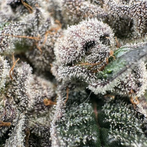 Misc x (LA Kush x Zkittles) #27 33.12g growlog timeline photo
