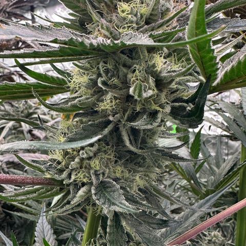 CxLAZ #14 53.59g growlog timeline photo