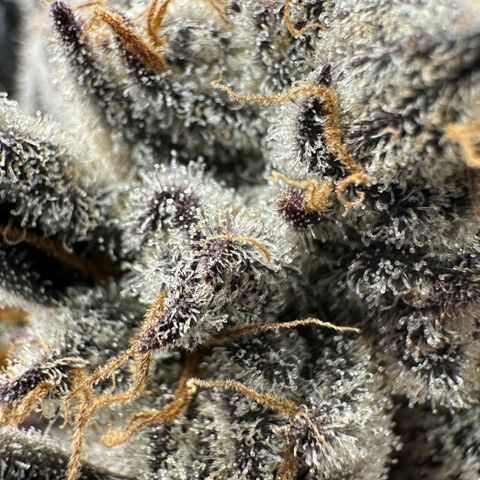 Misc x (LA Kush x Zkittles) #37 42.26g growlog timeline photo