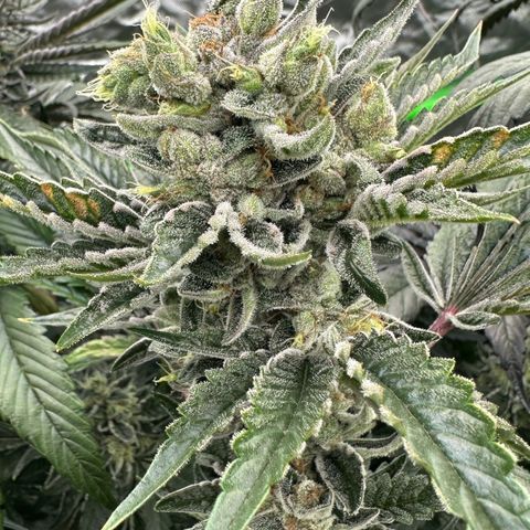 Misc x (LA Kush x Zkittles) #23 28.19g growlog timeline photo
