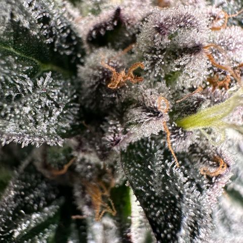 Misc x (LA Kush x Zkittles) #35 28.55g growlog timeline photo