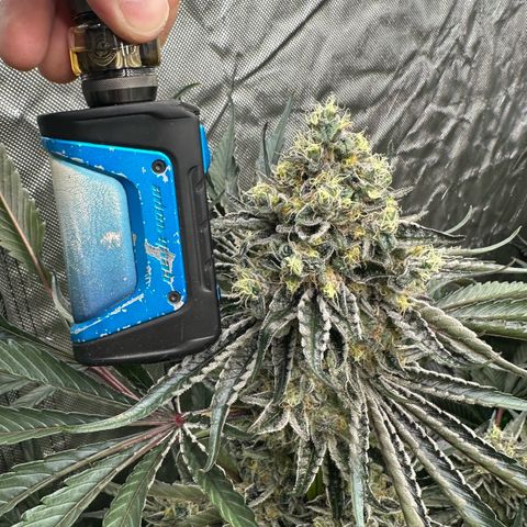 CxLAZ #24 37.13g growlog timeline photo